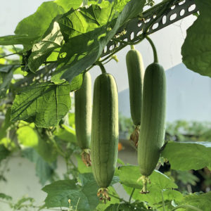 Eponge Loofah naturelle